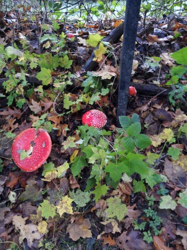 Rood met witte stippen